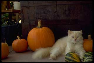 bliss cat unretouched