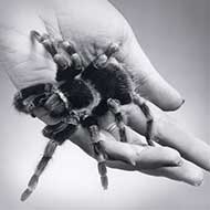 tarantula in hand